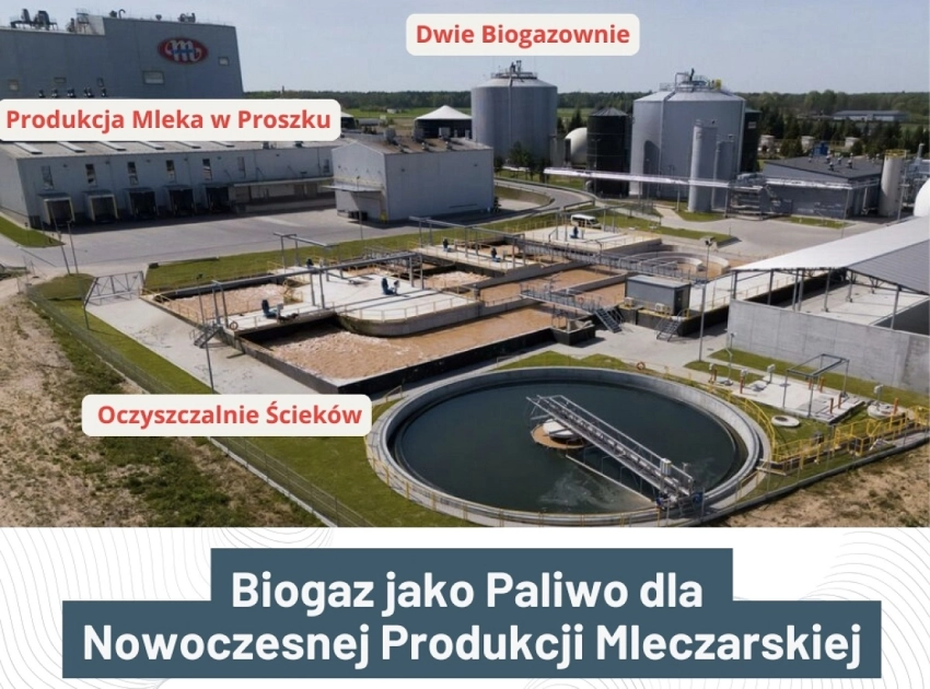 Produkcja mleka w proszku a wytwarzanie biogazu. Przykład z największej fabryki w Polsce