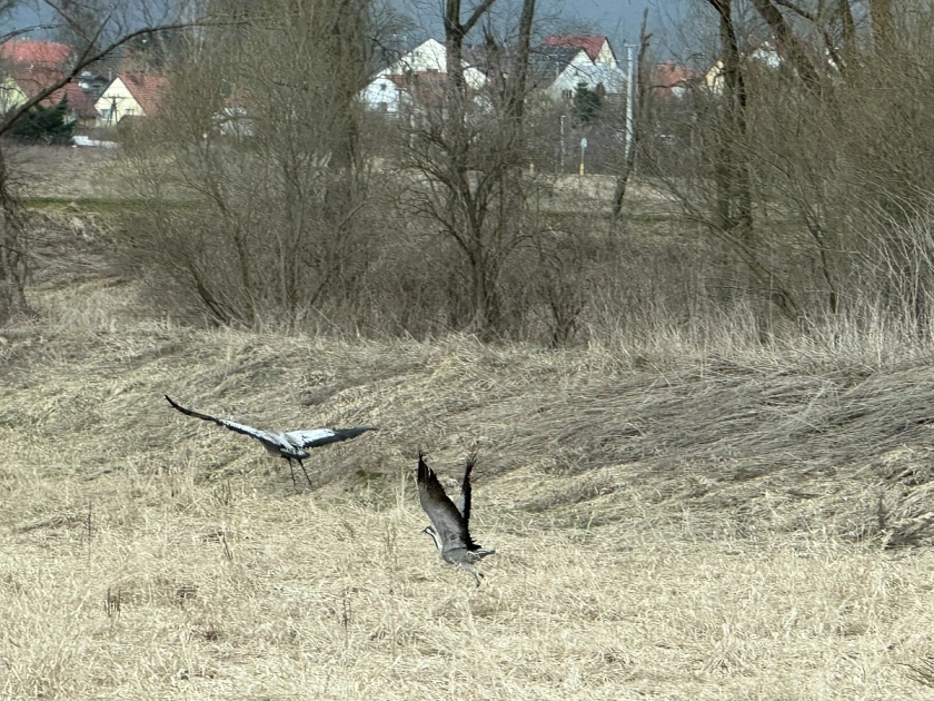 Żurawie zostają na zimę