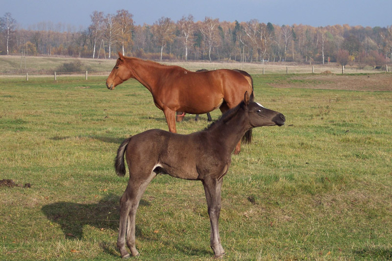 Zwierzęta i ludzie