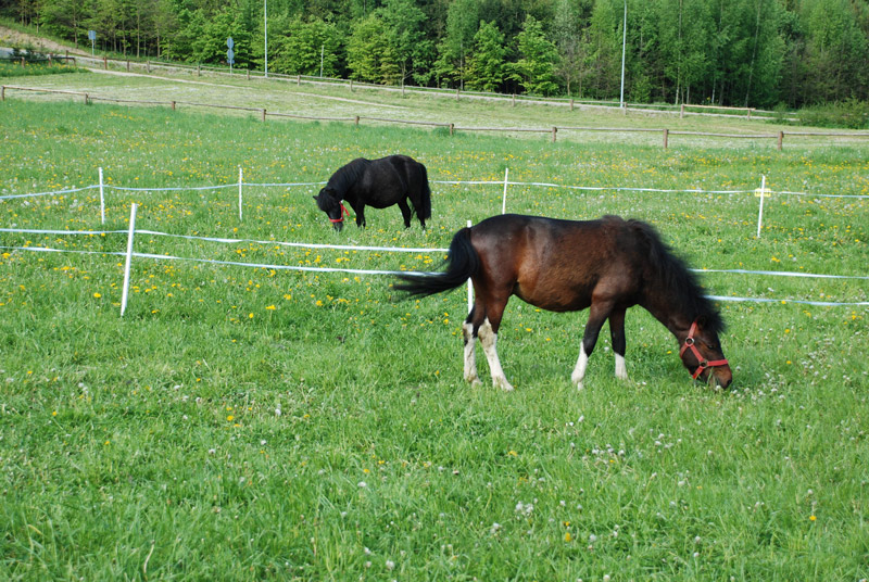 Zwierzęta i ludzie