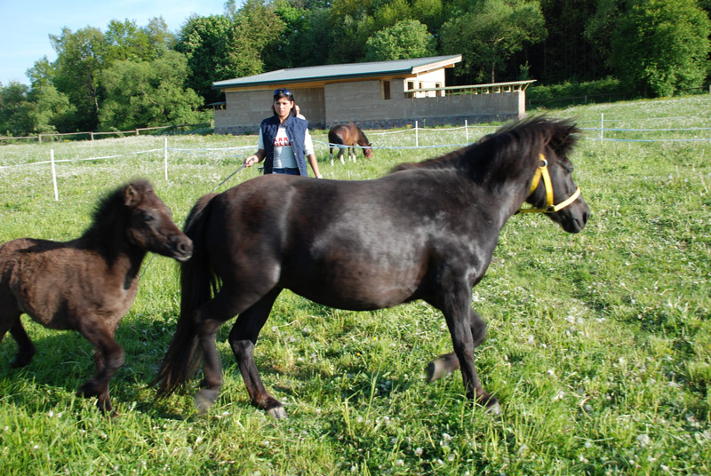 Zwierzęta i ludzie