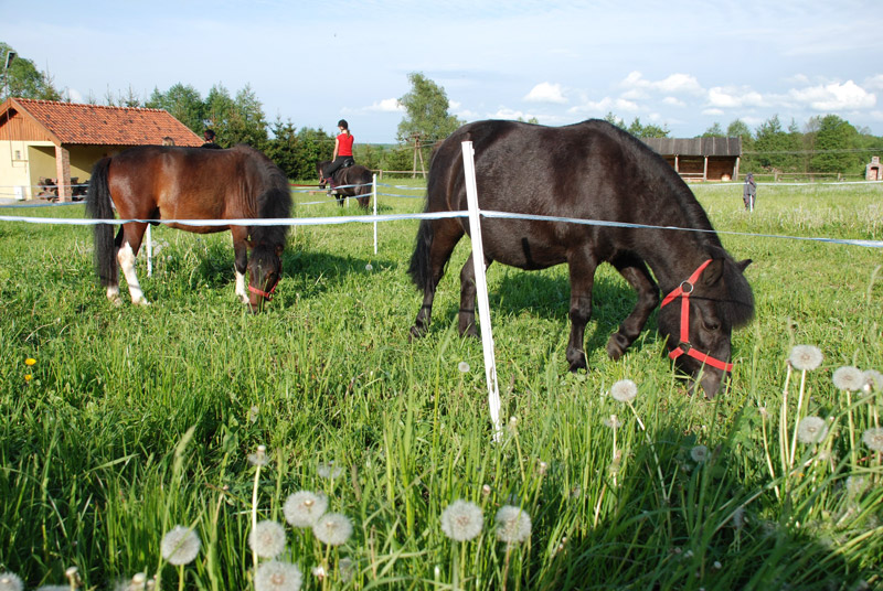 Zwierzęta i ludzie