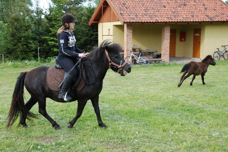 Zwierzęta i ludzie