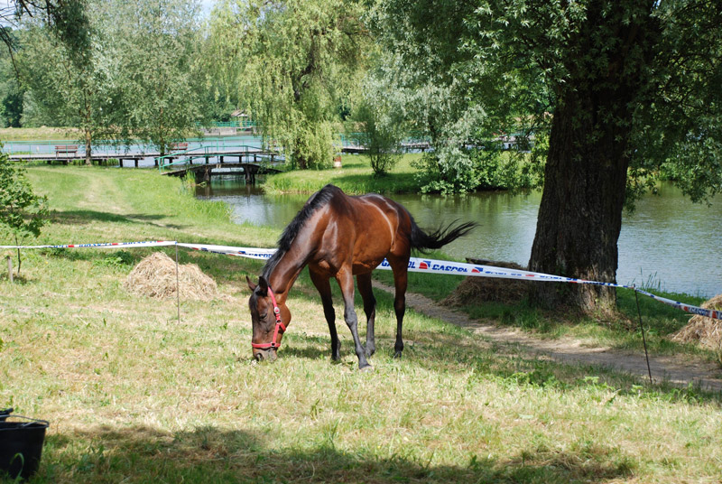 Zwierzęta i ludzie