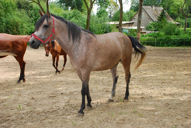 Zwierzęta i ludzie