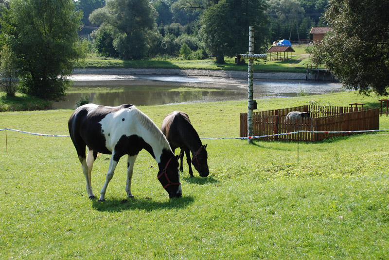 Zwierzęta i ludzie