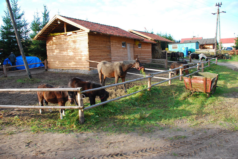 Zwierzęta i ludzie