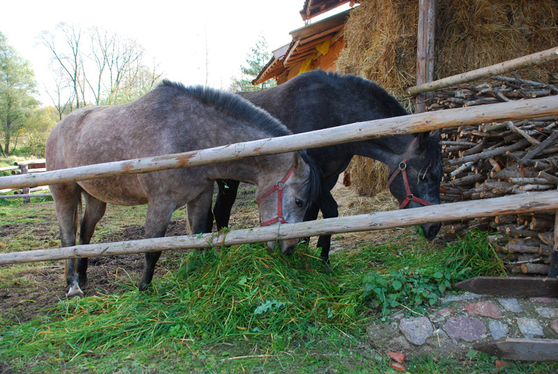 Zwierzęta i ludzie