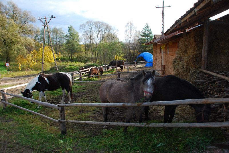 Zwierzęta i ludzie