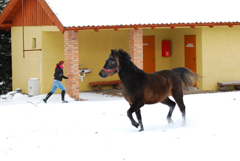 Zwierzęta i ludzie