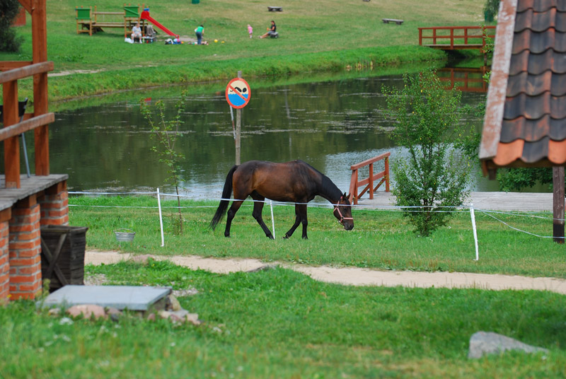 Zwierzęta i ludzie