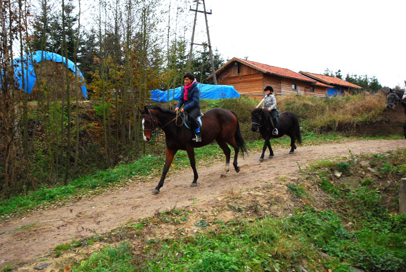 Zwierzęta i ludzie