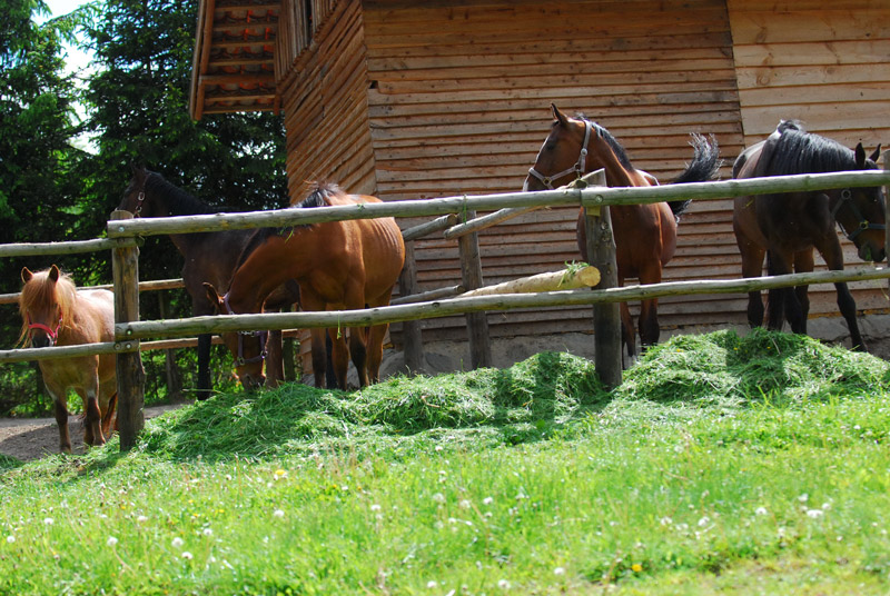 Zwierzęta i ludzie