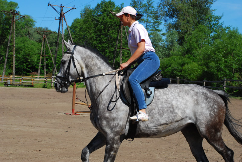 Zwierzęta i ludzie