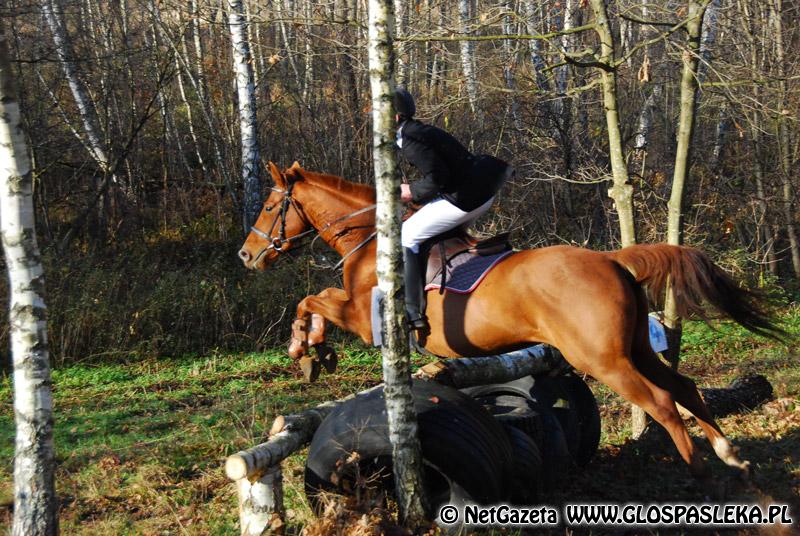 Zwierzęta i ludzie