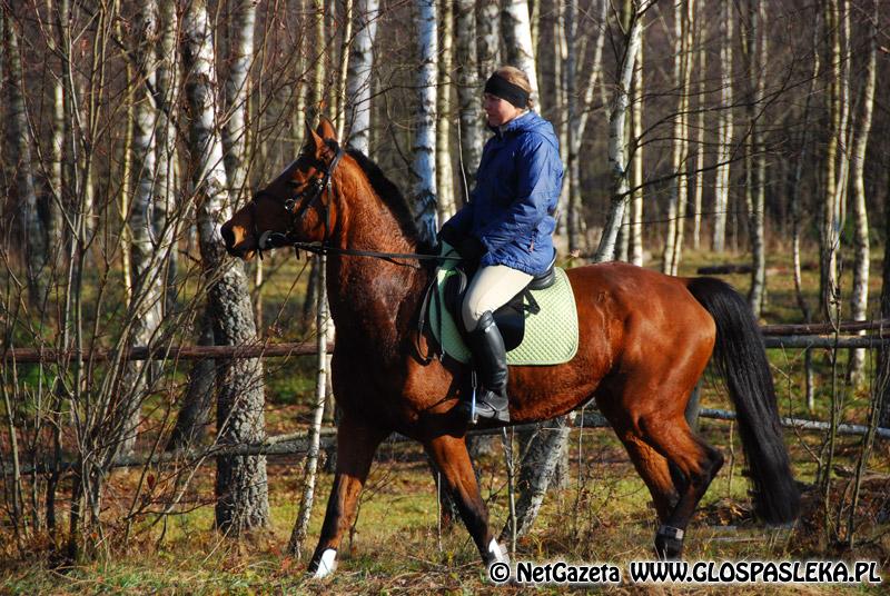 Zwierzęta i ludzie