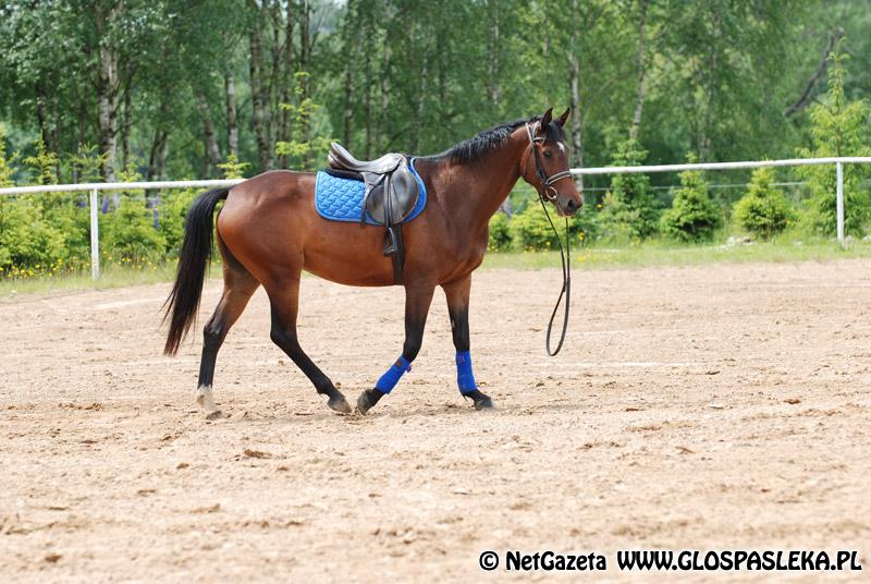 Zwierzęta i ludzie