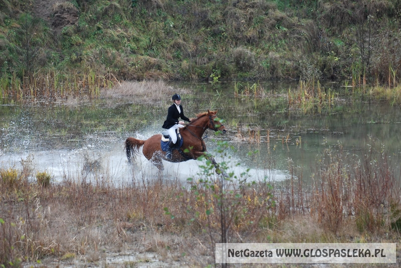 Zwierzęta i ludzie