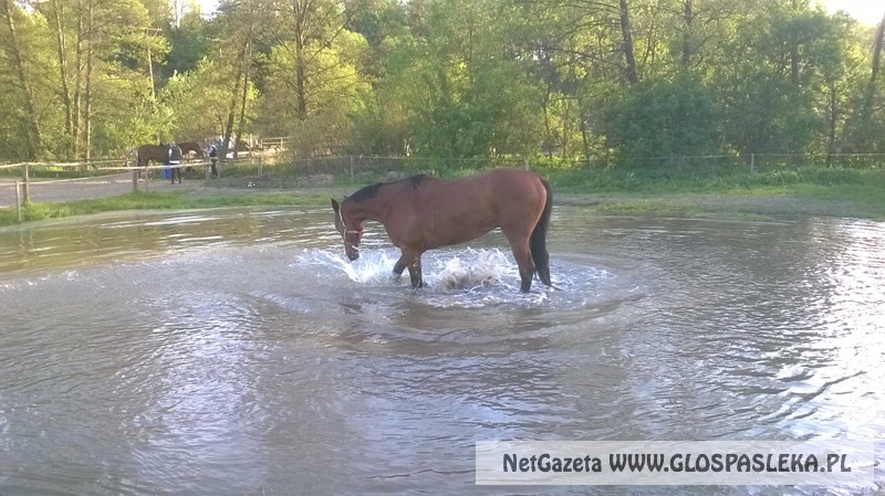 Zwierzęta i ludzie