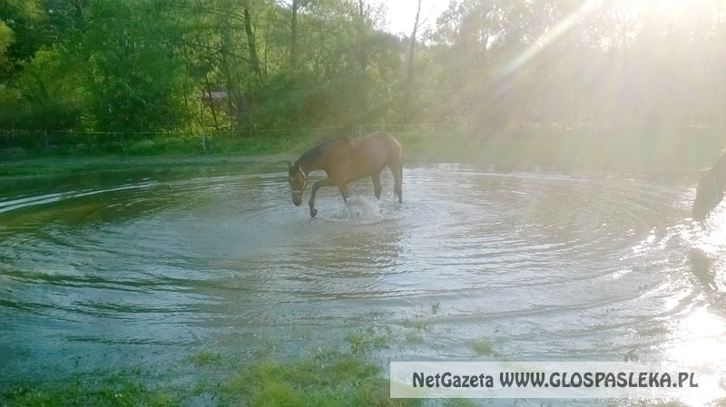 Zwierzęta i ludzie