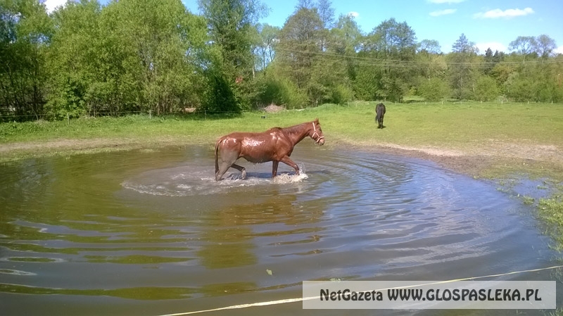 Zwierzęta i ludzie