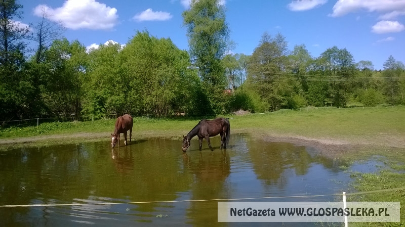 Zwierzęta i ludzie