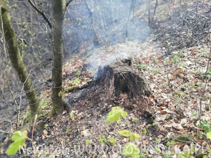 Pożar lasu w Warszewie