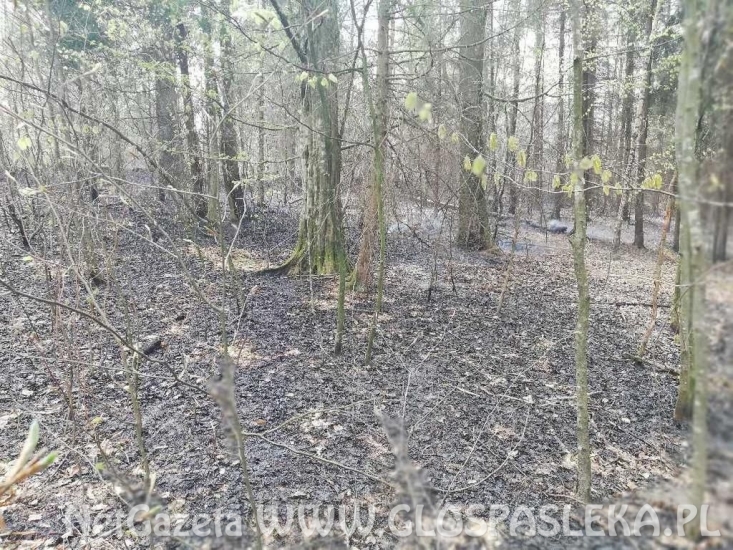 Pożar lasu w Warszewie