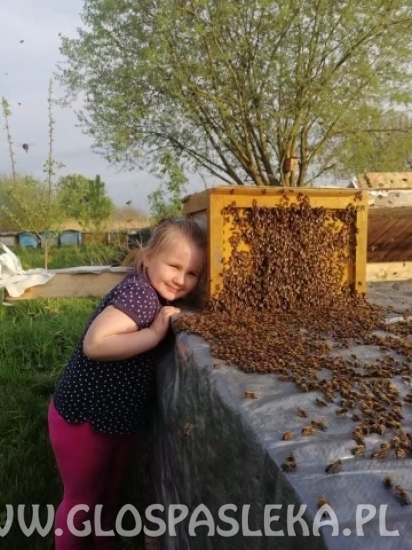 Z pszczołami w przyjaźni